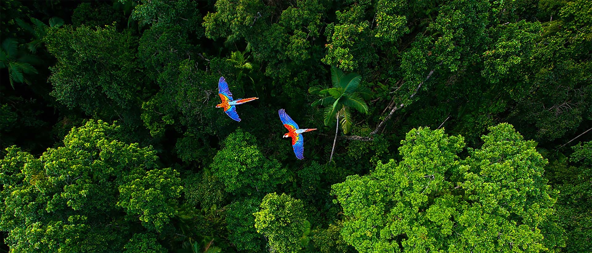 Image of rainforest with a birds eye view of the tree tops